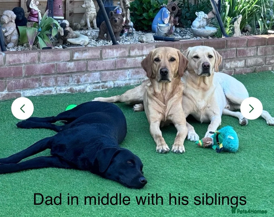 Labrador Retriever dogs for sale: Our beautiful Maggie is having babies 🐾 - Image 9