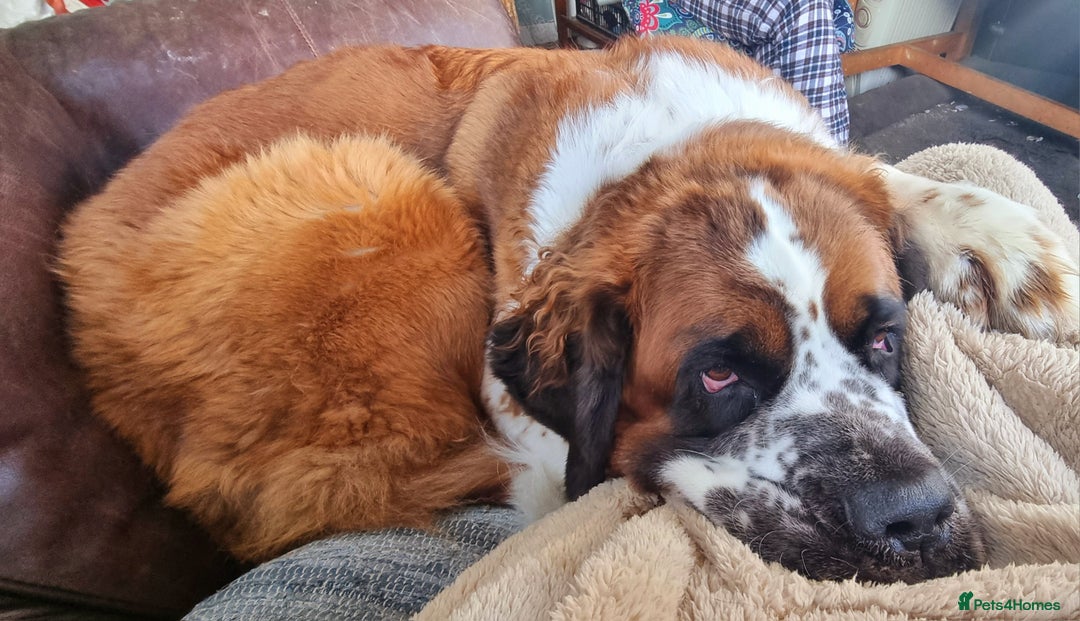 Saint Bernard dogs for sale: Female rough coated Saint Bernard  - Image 9