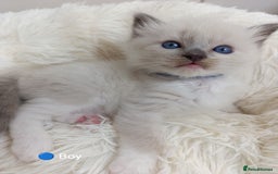 Ragdoll cats for sale: Stunning Ragdolls kittens  - Image 8