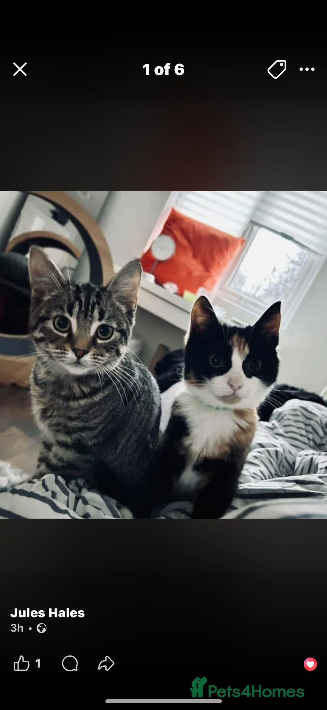 Domestic Shorthair cats for sale: Tabby rescue kittens 🥰🧡 - Advert 5