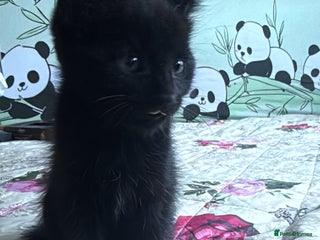 Mixed Breed cats pure black kittens looking for a lovely home - Advert 18