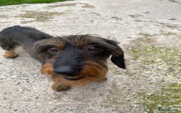 Miniature Dachshund dogs for stud: MINIATURE WIRE HAIRED DACHSHUND STUD !! PROVEN  in Manchester - Image 11