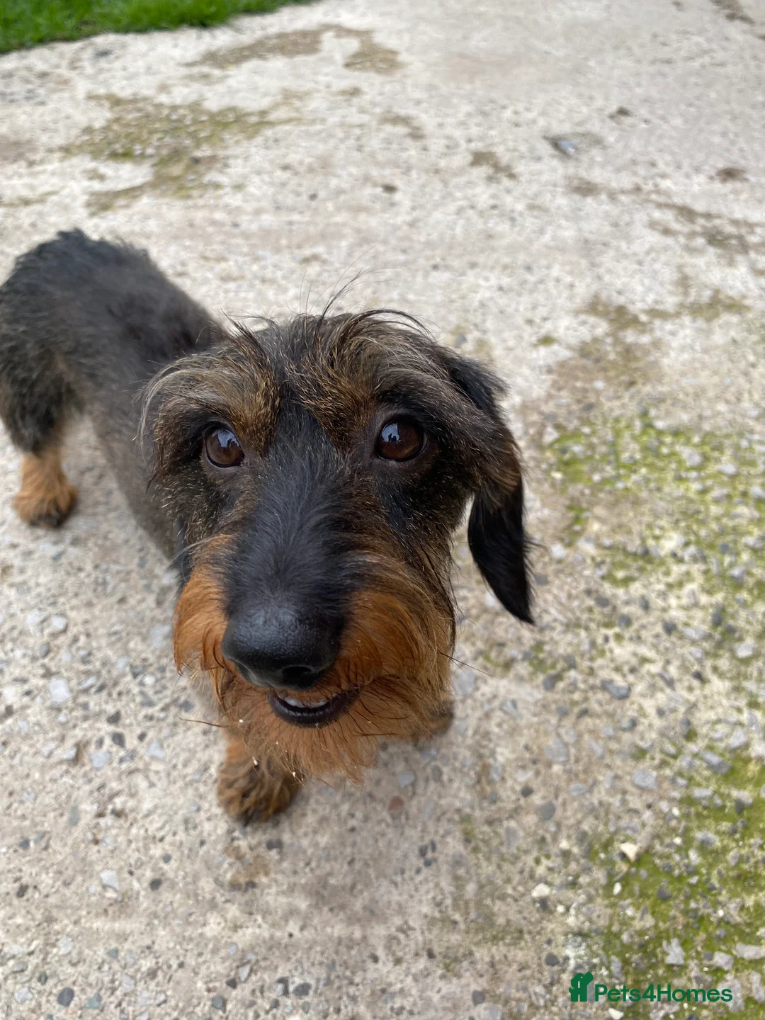Miniature Dachshund dogs for stud: MINIATURE WIRE HAIRED DACHSHUND STUD !! PROVEN  in Manchester - Advert 11