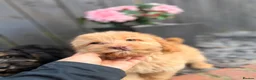 Cockapoo dogs for sale: Stunning F1 Cockerpoos🧸 - Advert 19