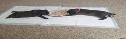 Mixed Breed dogs for sale: 2 mixed labrador pups for sale . in Canterbury - Advert 8