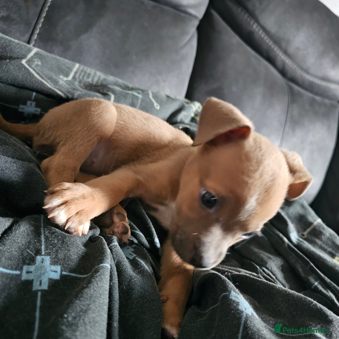 Mixed Breed dogs for sale: Accidental litter - Image 14