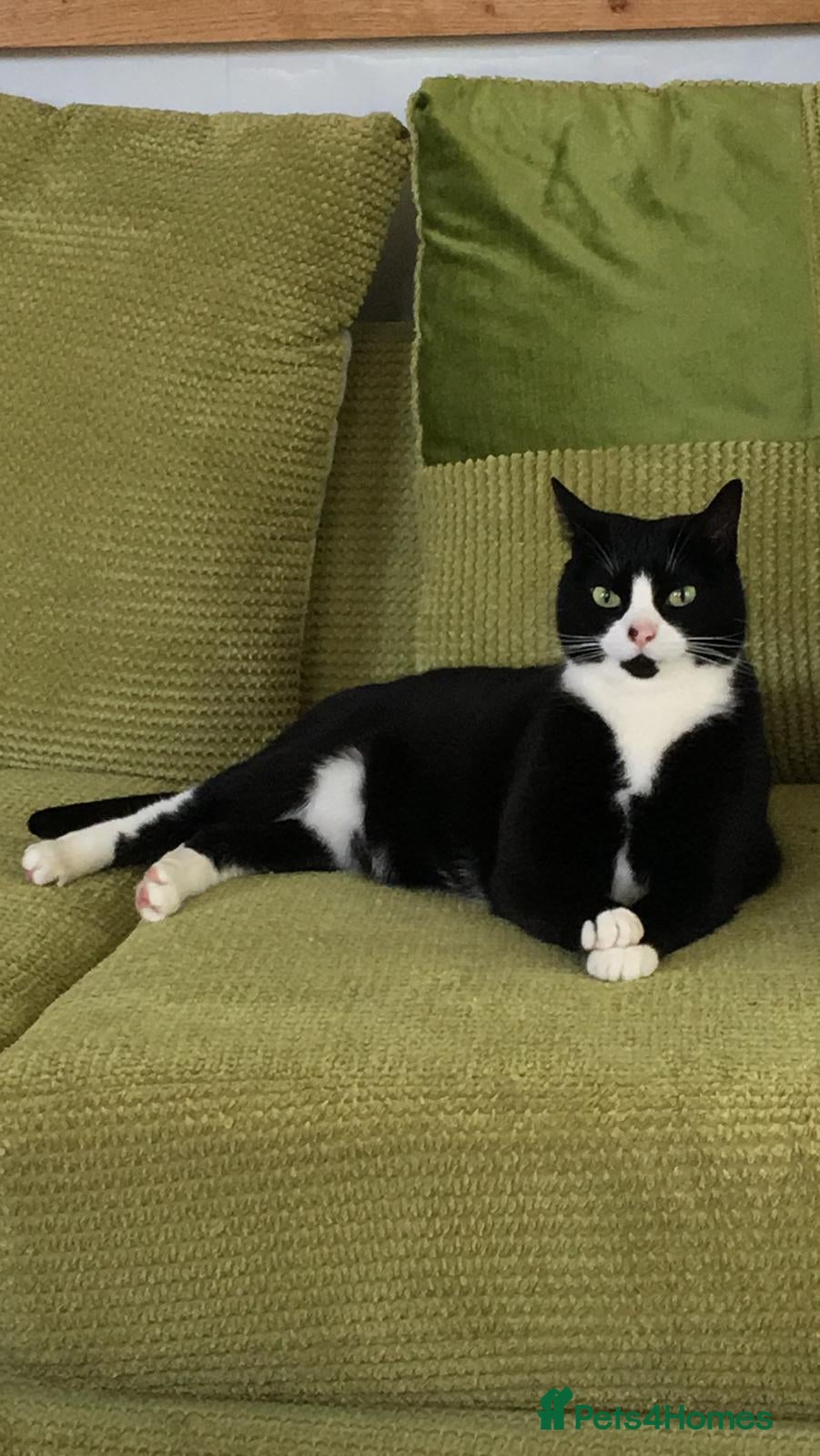 British Shorthair cats Tuxedo female cat, Lola, age 12 - Advert 1