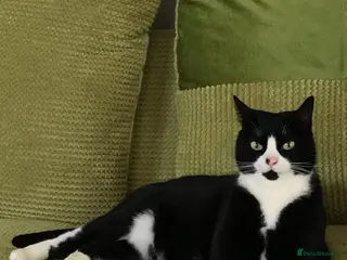 British Shorthair cats Tuxedo female cat, Lola, age 12 - Advert 1