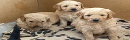 Goldendoodle dogs for sale: Stunning F2 Goldendoodle Puppies in Ayr - Advert 5