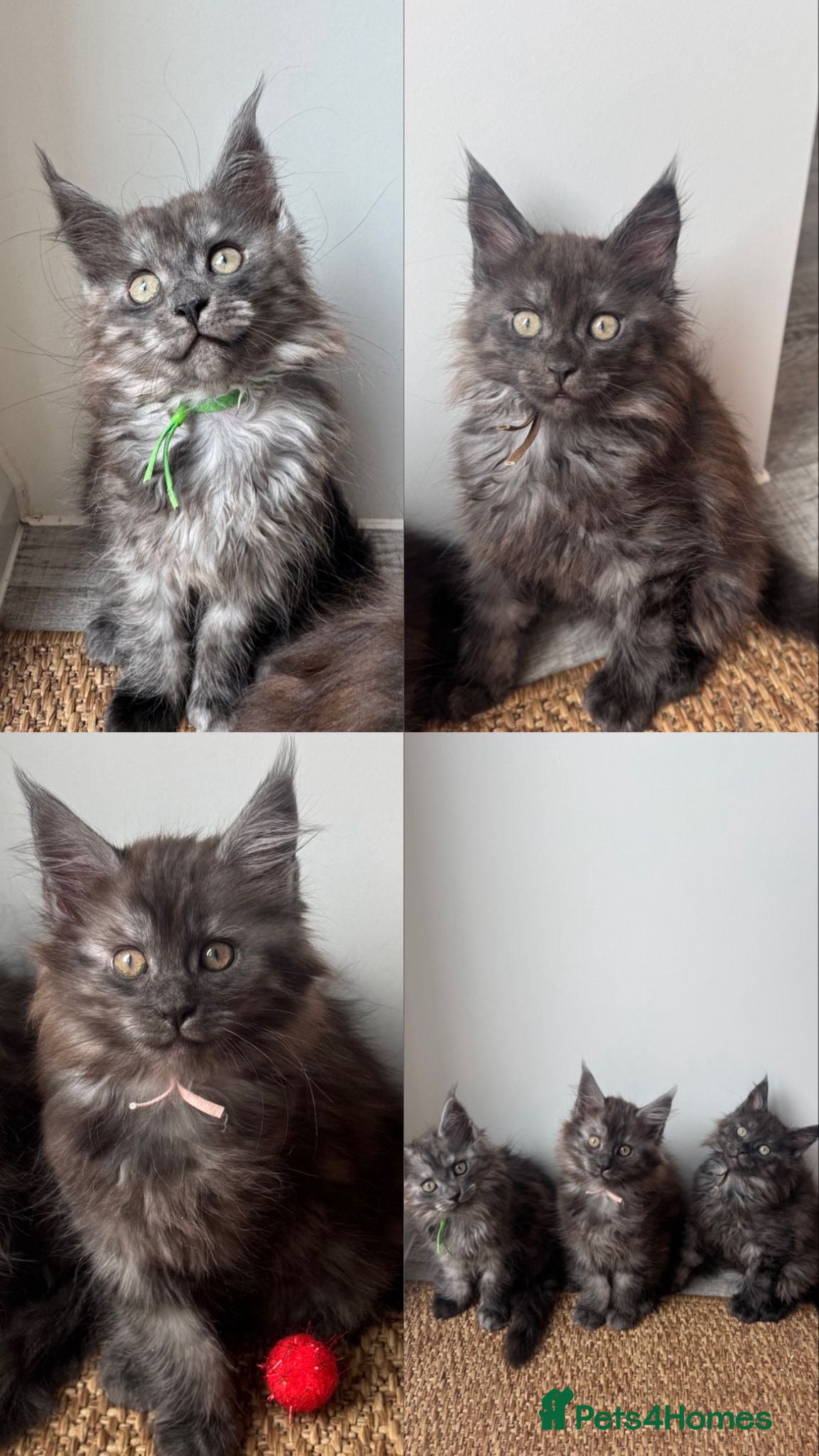 Maine Coon cats TICA Pedigree Black Smoke Maine Coon Girls - Advert 5