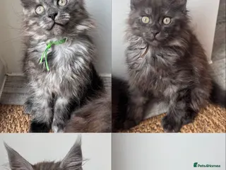 Maine Coon cats TICA Pedigree Black Smoke Maine Coon Girls - Advert 5