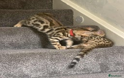 Bengal cats for sale: Bengal kittens - Image 6