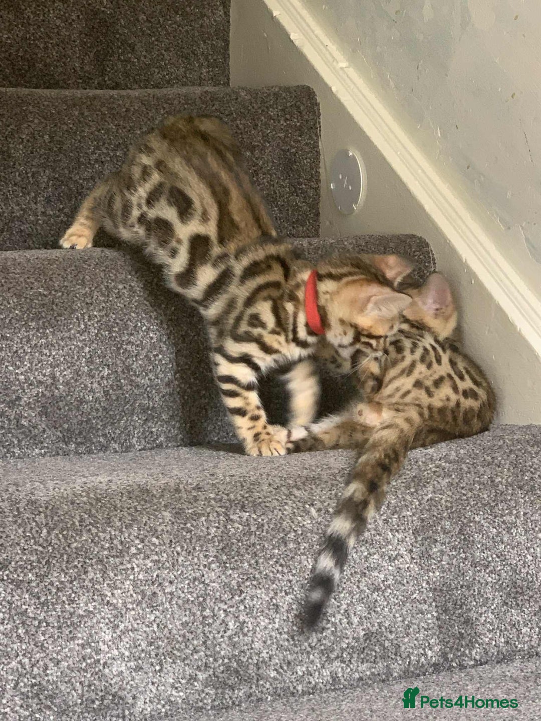 Bengal cats for sale: Bengal kittens - Image 6