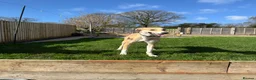 Mixed Breed dogs for sale: Ziggy  in Radstock - Advert 9