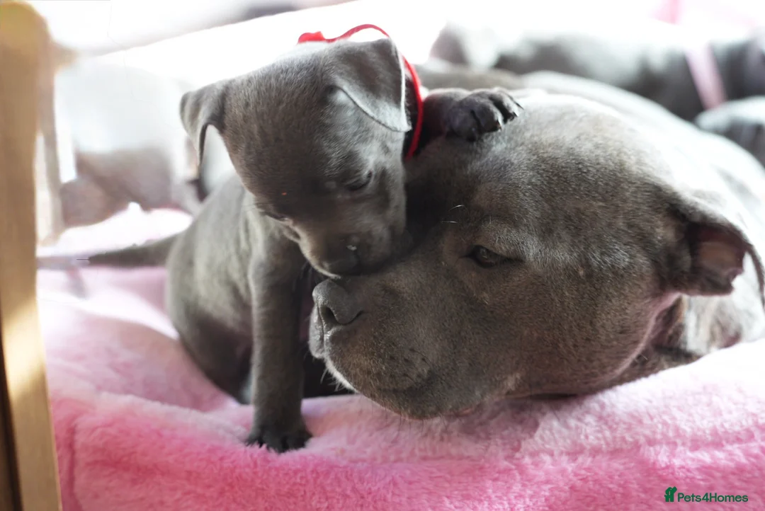 Staffordshire Bull Terrier dogs for sale: Stunning KC Staffy Puppies 🔥 - Advert 16