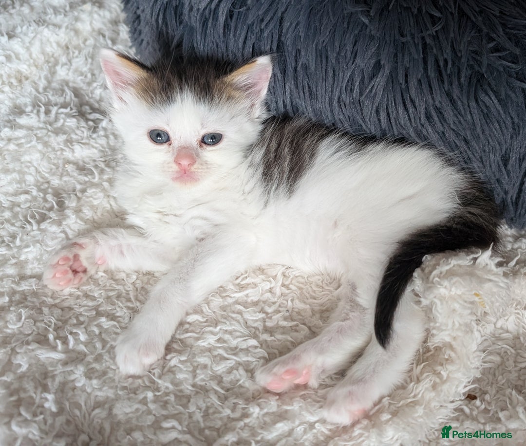 Maine Coon cats for sale: 5 Beautiful Maine Coon kittens available! 😻 - Image 16
