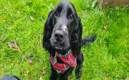 Cocker Spaniel dogs for adoption: Simba - Image 1