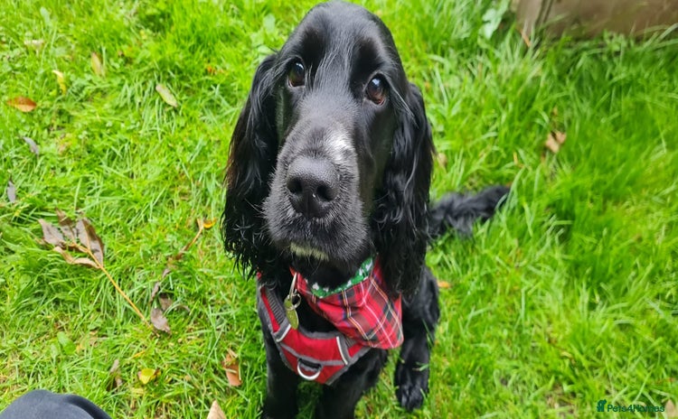 Cocker Spaniel dogs - Advert 4