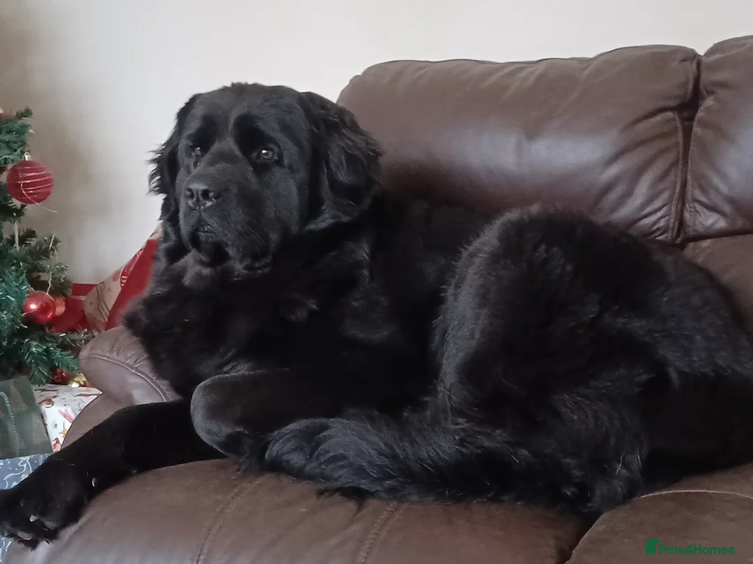 Mixed Breed dogs for sale: Gorgeous St Bernewfie Puppies - Advert 1