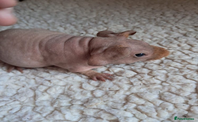 Guinea Pig rodents BEAUTIFUL BABY SKINNY PIGS  - Advert 18