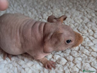 Guinea Pig rodents BEAUTIFUL BABY SKINNY PIGS - Advert 18