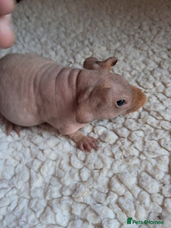 Guinea Pig rodents BEAUTIFUL BABY SKINNY PIGS - Advert 14