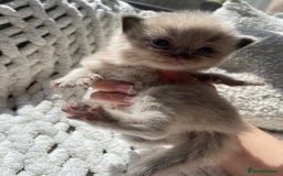 Ragdoll cats for sale: 5 Purebred kittens for SALE - Image 11