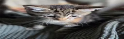 Mixed Breed cats for sale: Kittens ready now  - Advert 8