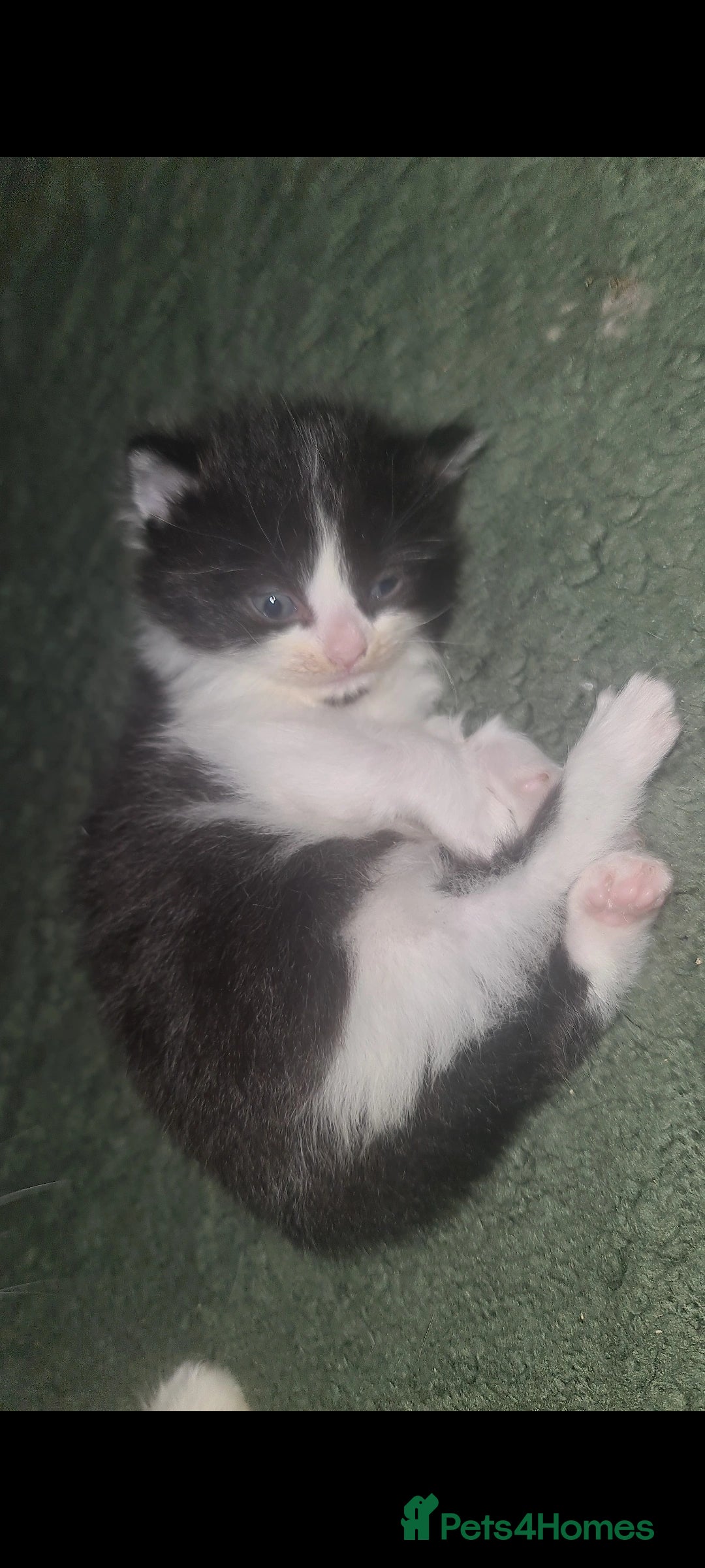 Mixed Breed cats for sale: Beautiful brothers  - Advert 3