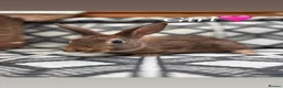 Mixed Breed rabbits for sale: Belgian hare x 3/4 Belgian hare - Advert 4