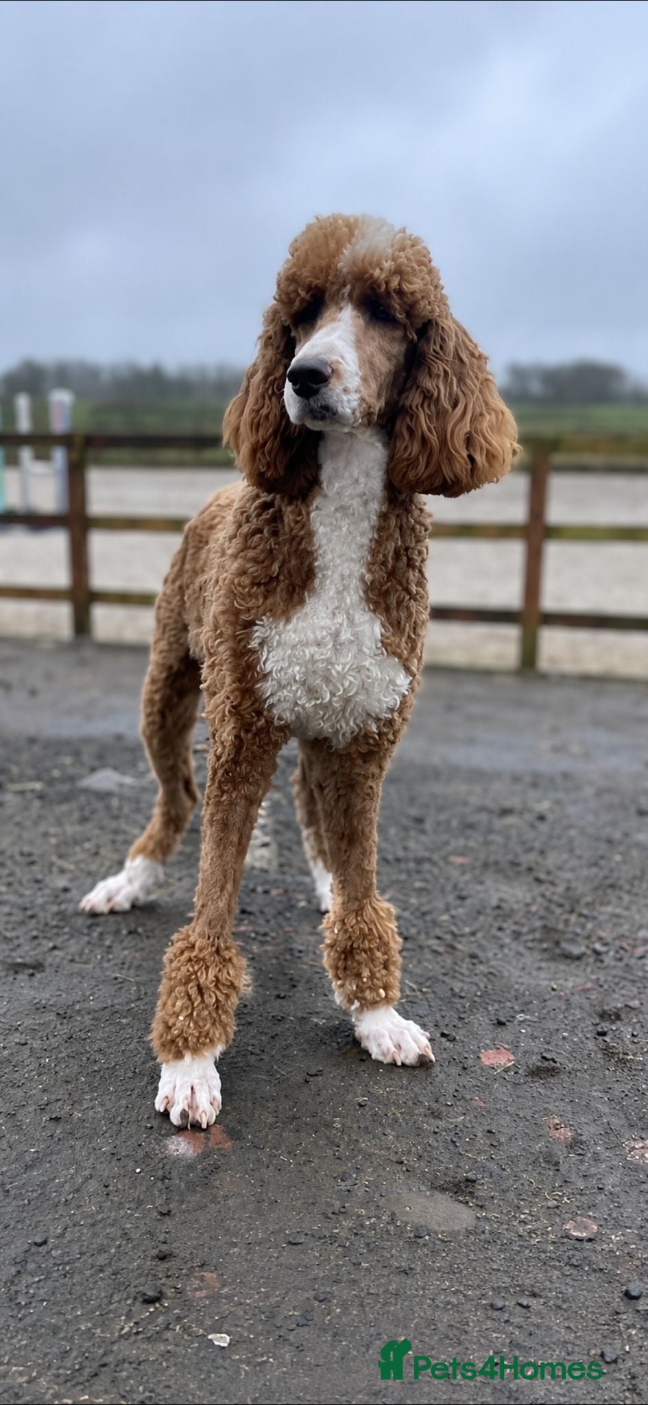 Goldendoodle dogs Beautiful golden doodles looking for forever homes - Advert 2