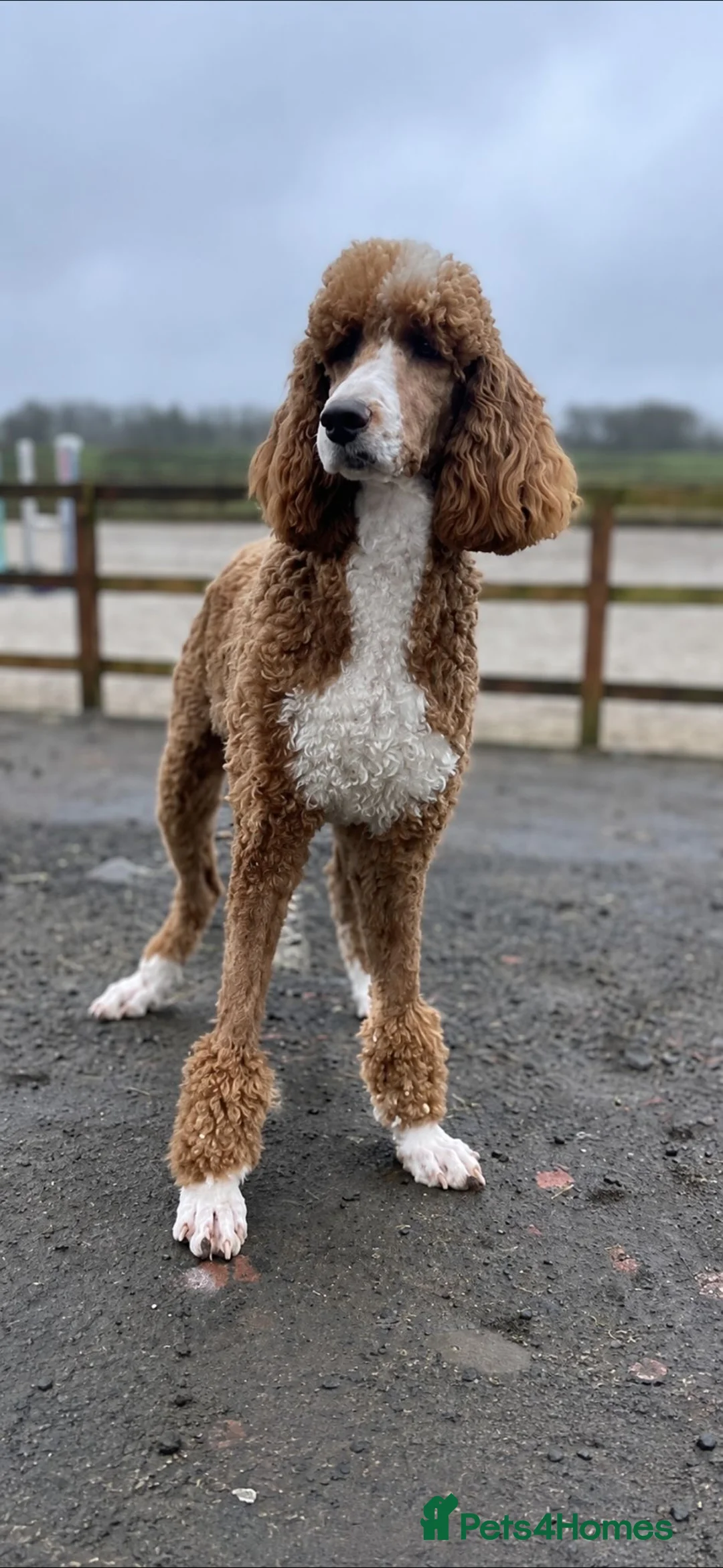 Goldendoodle dogs for sale: Beautiful golden doodles looking for forever homes - Advert 2