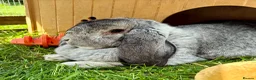 French Lop rabbits for sale: French lop in Rotherham - Advert 3