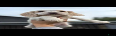Cocker Spaniel 4