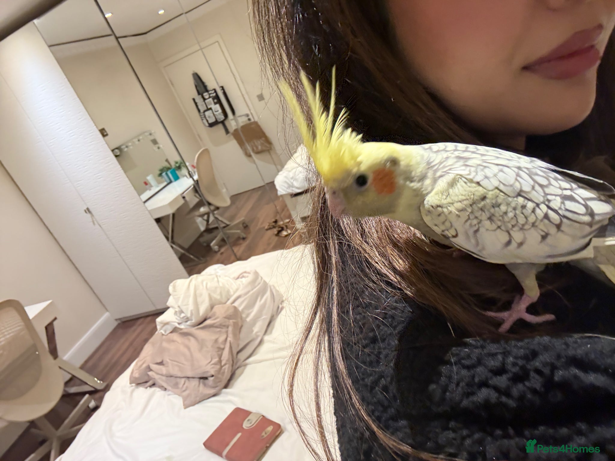 Cockatiels birds Jake- hand tamed chick- family orientated-Rare - Advert 1