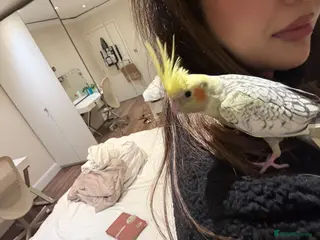 Cockatiels birds Jake- hand tamed chick- family orientated-Rare - Advert 1