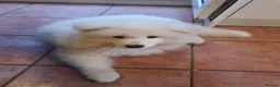 Samoyed dogs for sale: Samoyed  in London - Advert 3