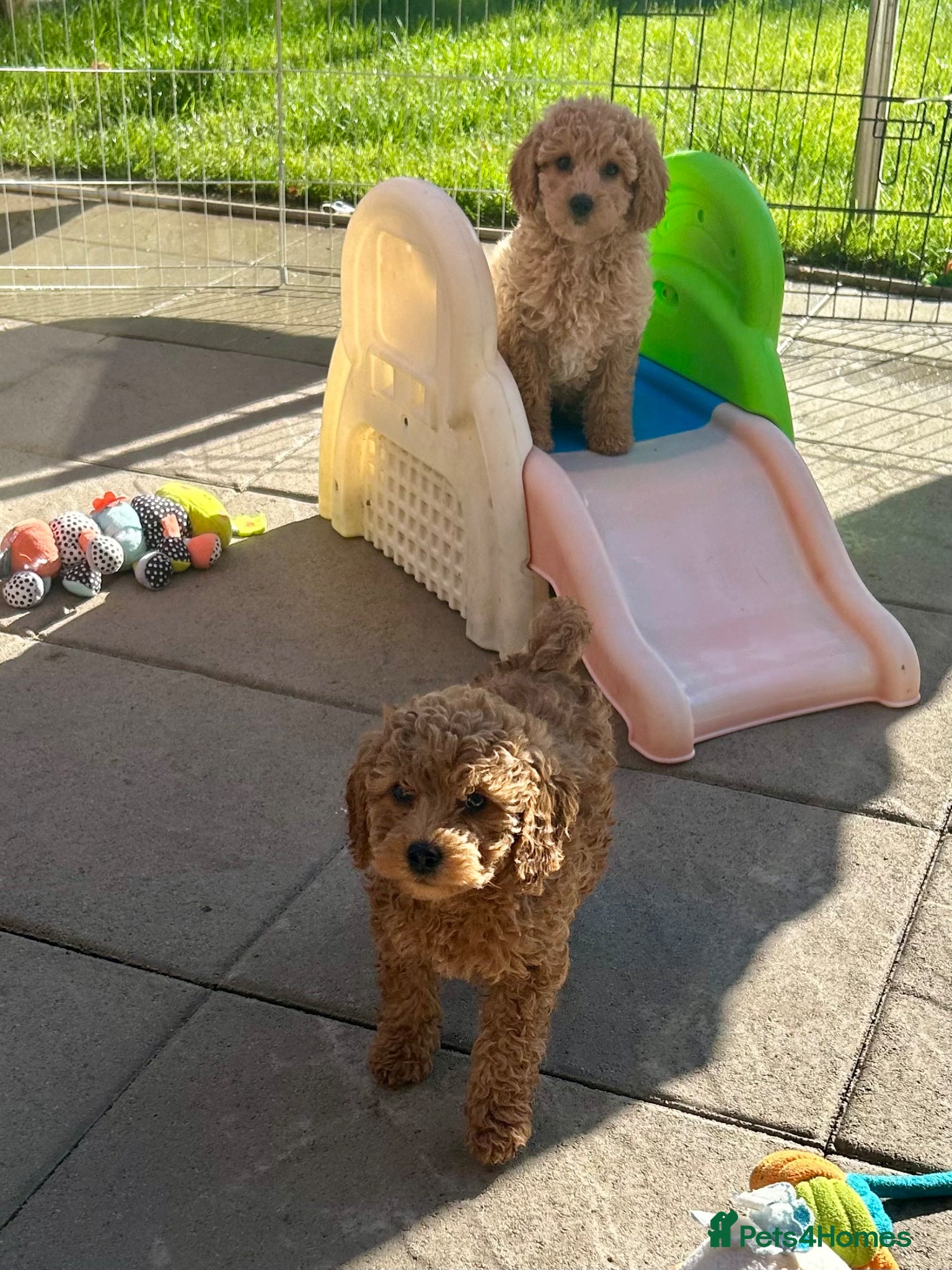 Cavapoo dogs Real life teddy bears  - Advert 2