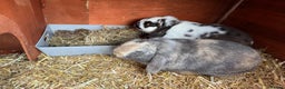 Mini Lop rabbits for sale: Male Mini Lops - Advert 10
