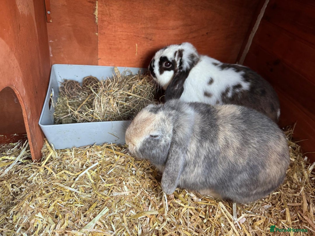 Mini Lop rabbits for sale: Male Mini Lops - Advert 10