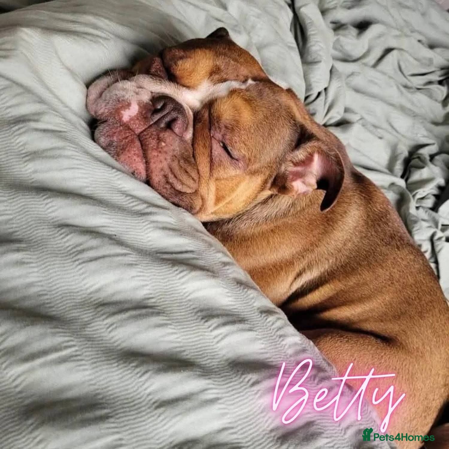 English Bulldog dogs Exceptional KC Registered British Bulldog Puppies - Advert 2