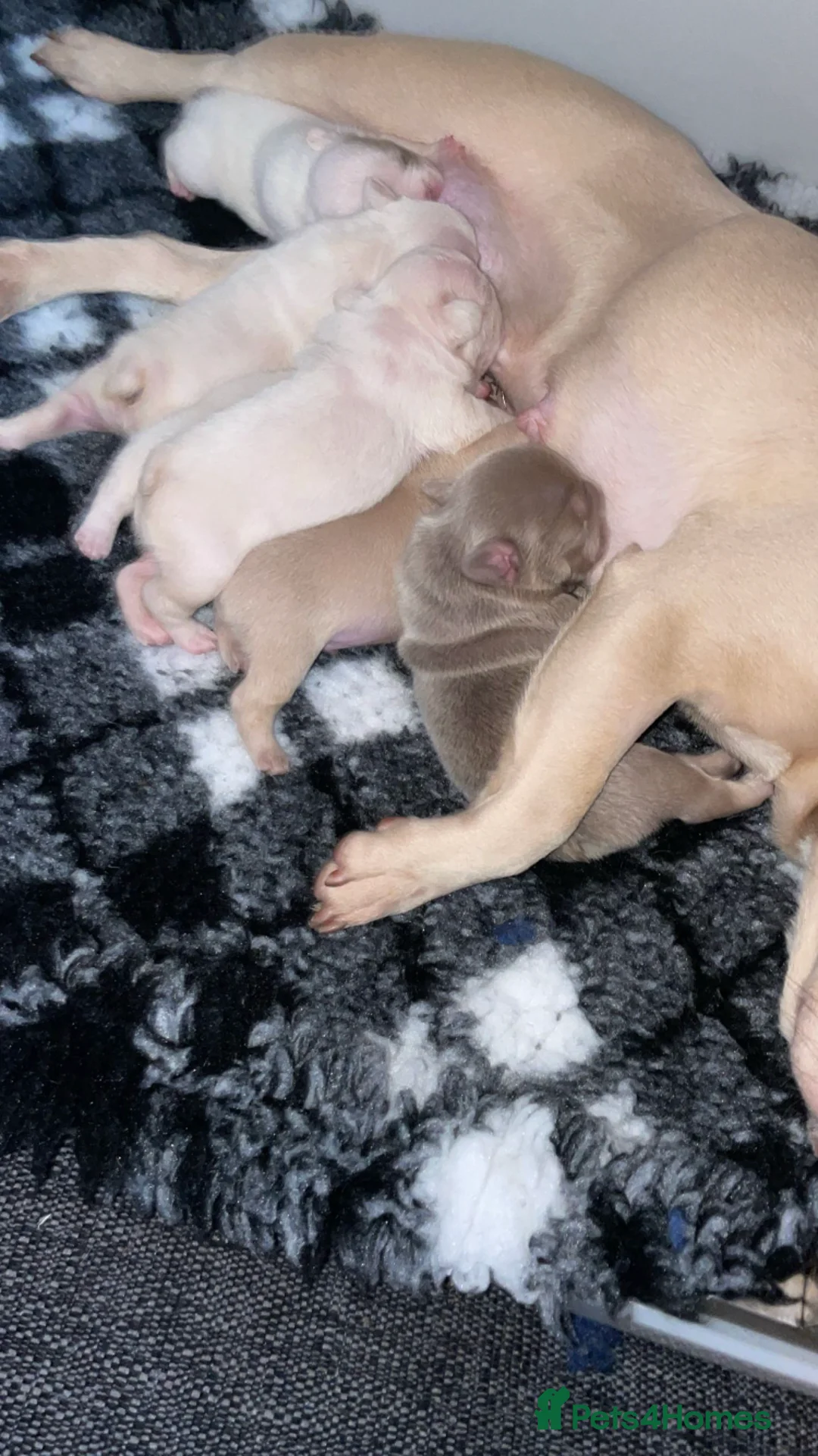 French Bulldog dogs for sale: 🔥🔥 FRENCH BULLDOG 🔥🔥 - Advert 2