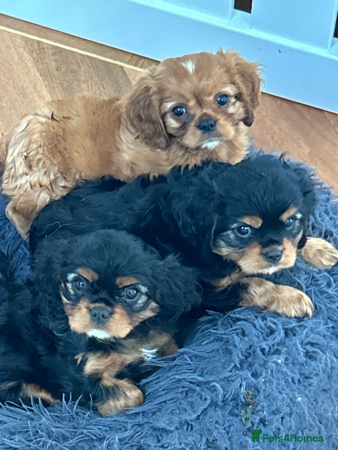 Cavalier King Charles Spaniel dogs for sale: Ruby boy health tested parents  - Advert 2