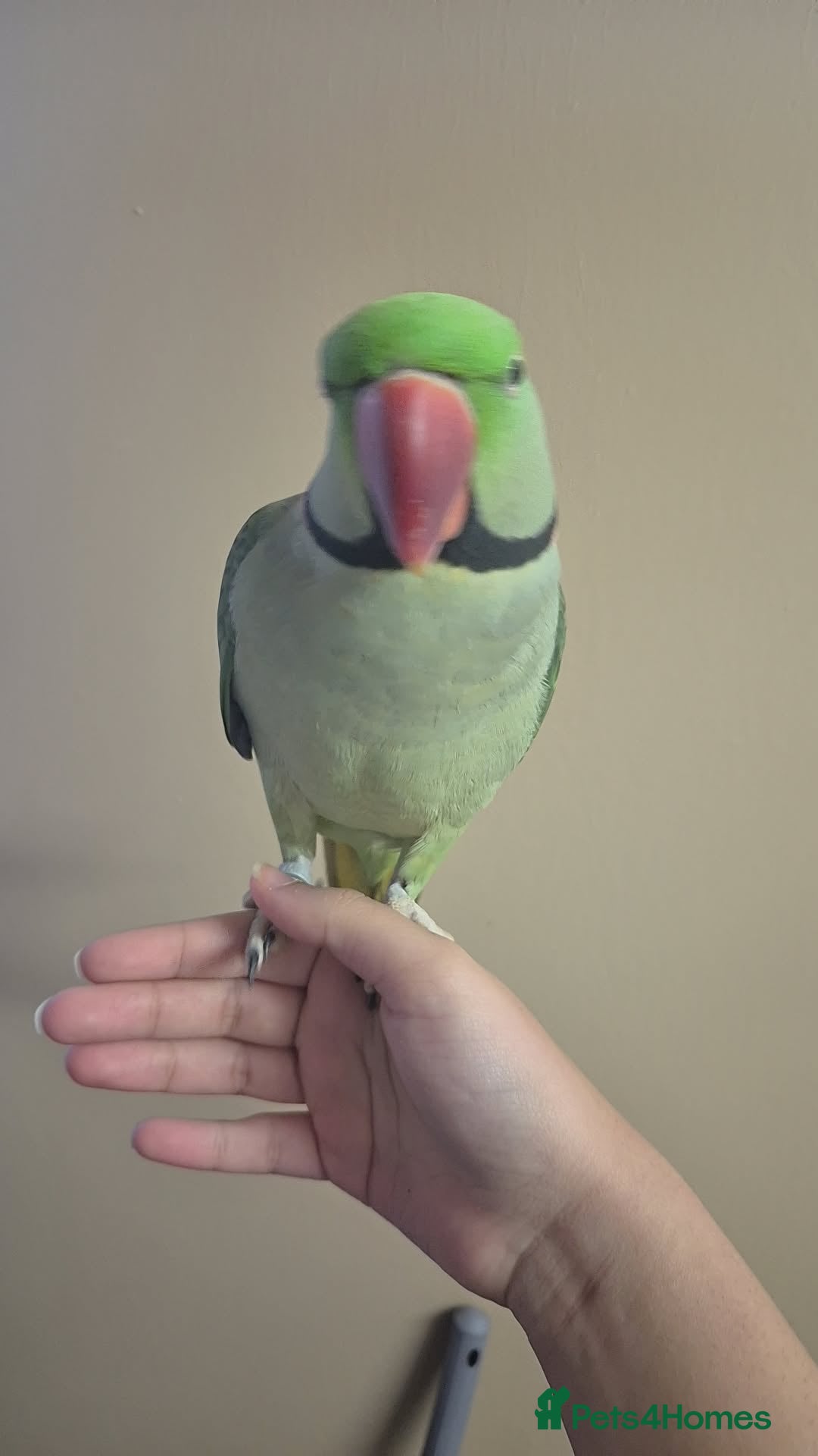 Parrots birds for sale: Male alexander parrot for sale - Advert 3