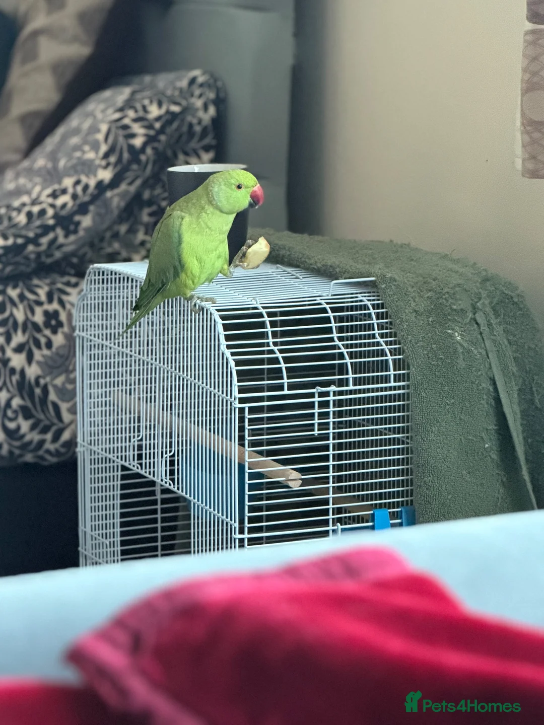 Ringnecks birds for sale: Ringneck for sale in Dunstable - Advert 1