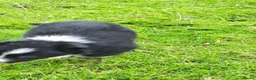 Border Collie dogs for sale: Specialist Bred Border Collie Pups Merle - Advert 5
