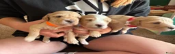 Cockapoo dogs for sale: F1 Cockapoo puppies  - Advert 10