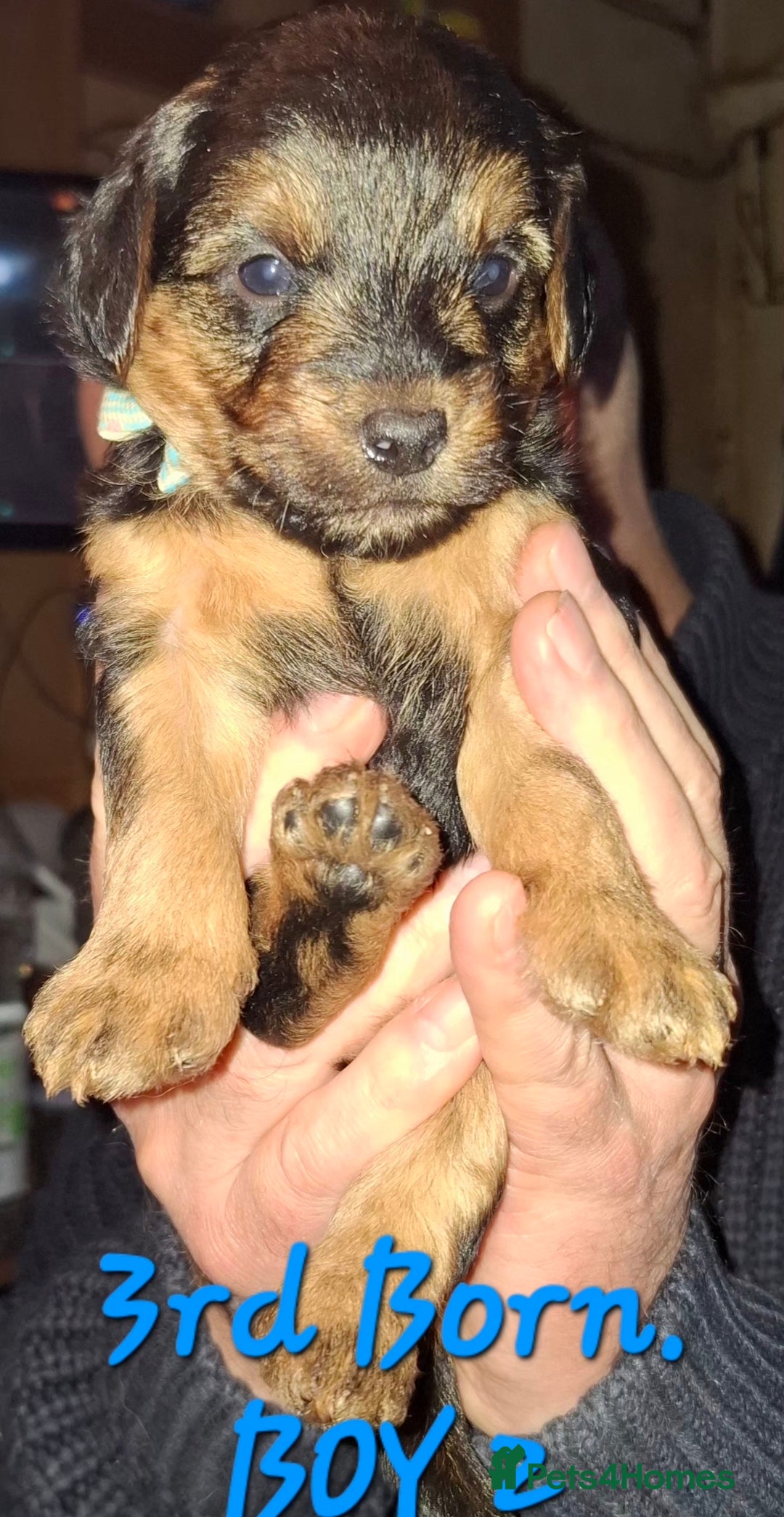 Yorkiepoo dogs for sale: Gorgeous Yorkiepoo Puppies!!! - Advert 3