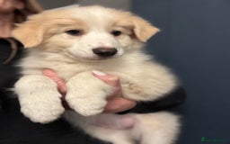 Border Collie dogs for sale: Pure Bred Border Collie Puppies For Sale - Image 1