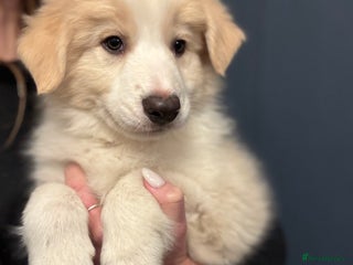 Border Collie dogs - Advert 3